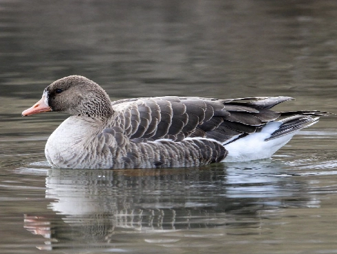 Greater White-fronted Goose